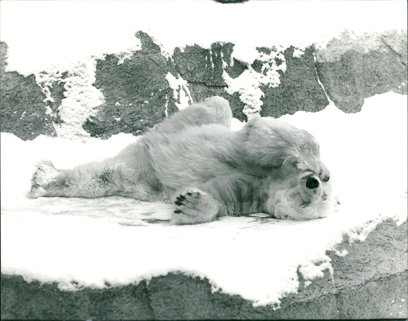 TEL ROQS OOZ ASIN FRENIZOW GURCHA PHOTO JOPPEN FRANKFURT WELBIRAUS - Vintage Photograph