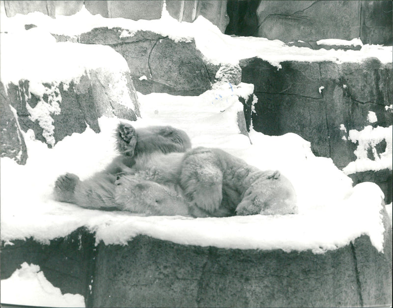 NNSININ NKFURTER INIZOO JEISOHA ROQS OOZ - Vintage Photograph