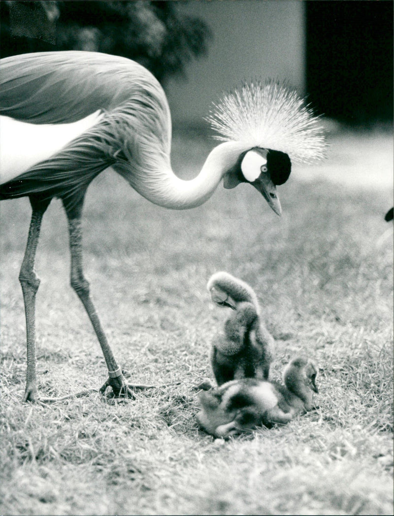 ANIMALS BIRD CROWNS CRANES FOLCE ZOO FFM CRANE - Vintage Photograph