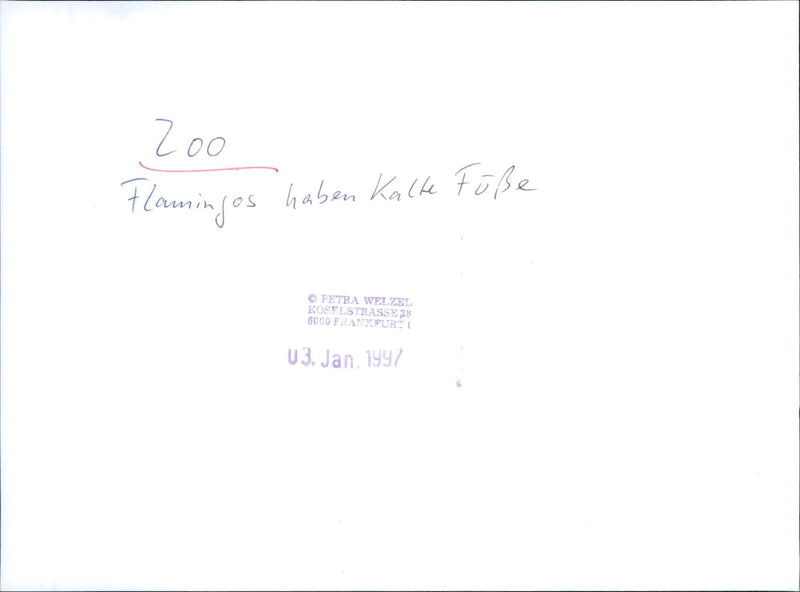 Flamingos - zoo animals - Vintage Photograph