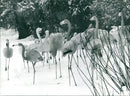 Flamingos - zoo animals - Vintage Photograph