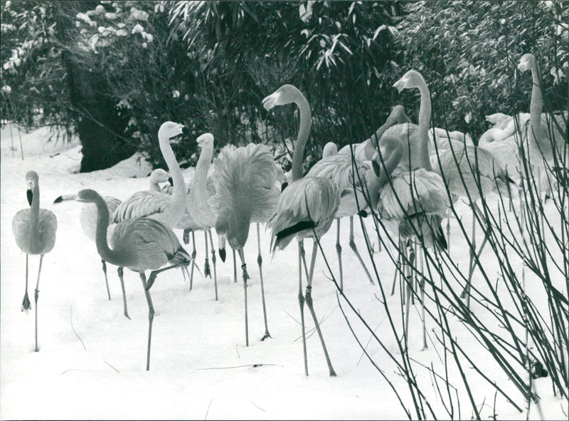 Flamingos - zoo animals - Vintage Photograph