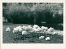 Birds / Flamingos - Zoo Animals - Vintage Photograph