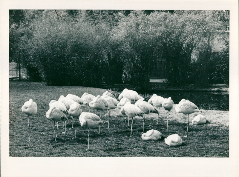 Birds / Flamingos - Zoo Animals - Vintage Photograph