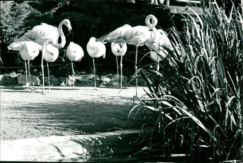 Flamingos - zoo animals - Vintage Photograph