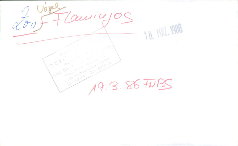 Flamingos - zoo animals - Vintage Photograph