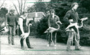 Flamingos - zoo animals - Vintage Photograph