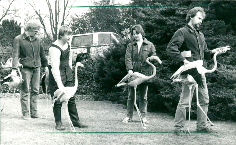 Flamingos - zoo animals - Vintage Photograph