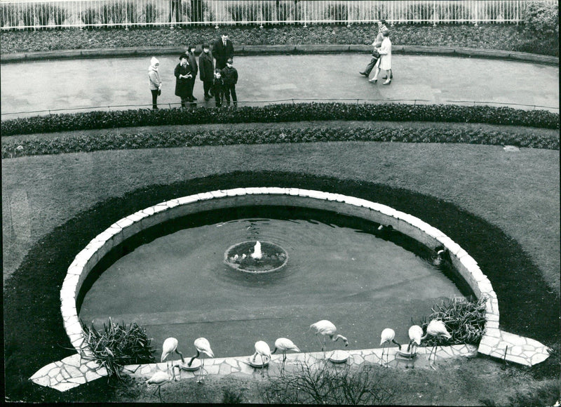 Flamingos - aerial view - Vintage Photograph