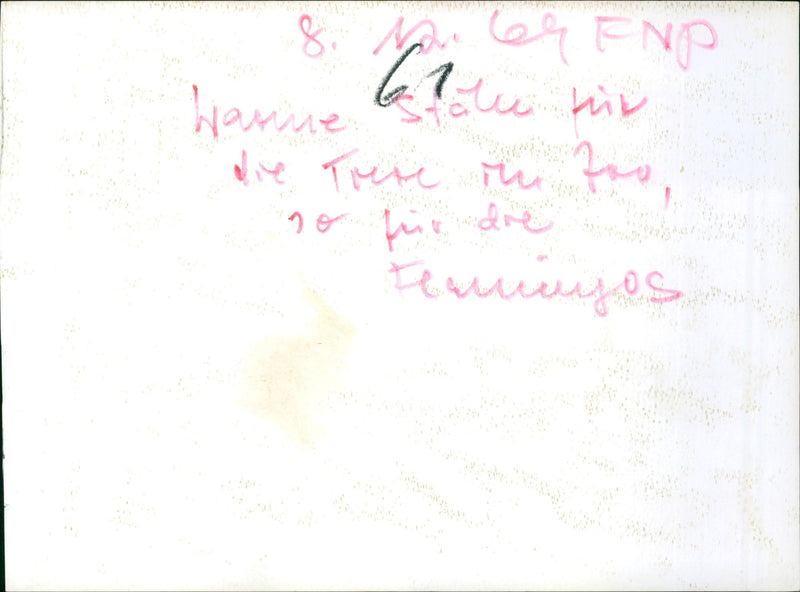 Frankfurt Zoo - animals - Vintage Photograph