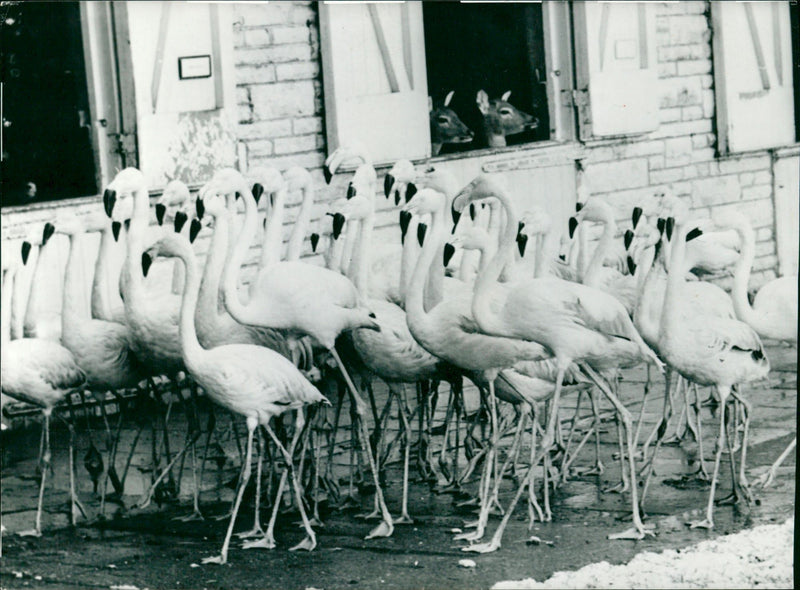 Frankfurt Zoo - animals - Vintage Photograph