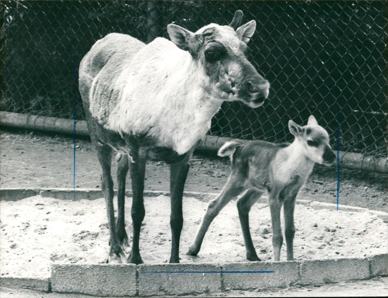 1987 ANIMALS REINDEER AFTER CHERNOBYL DISASTER THEY HAD GOTTEN TOO MUCH RADI - Vintage Photograph