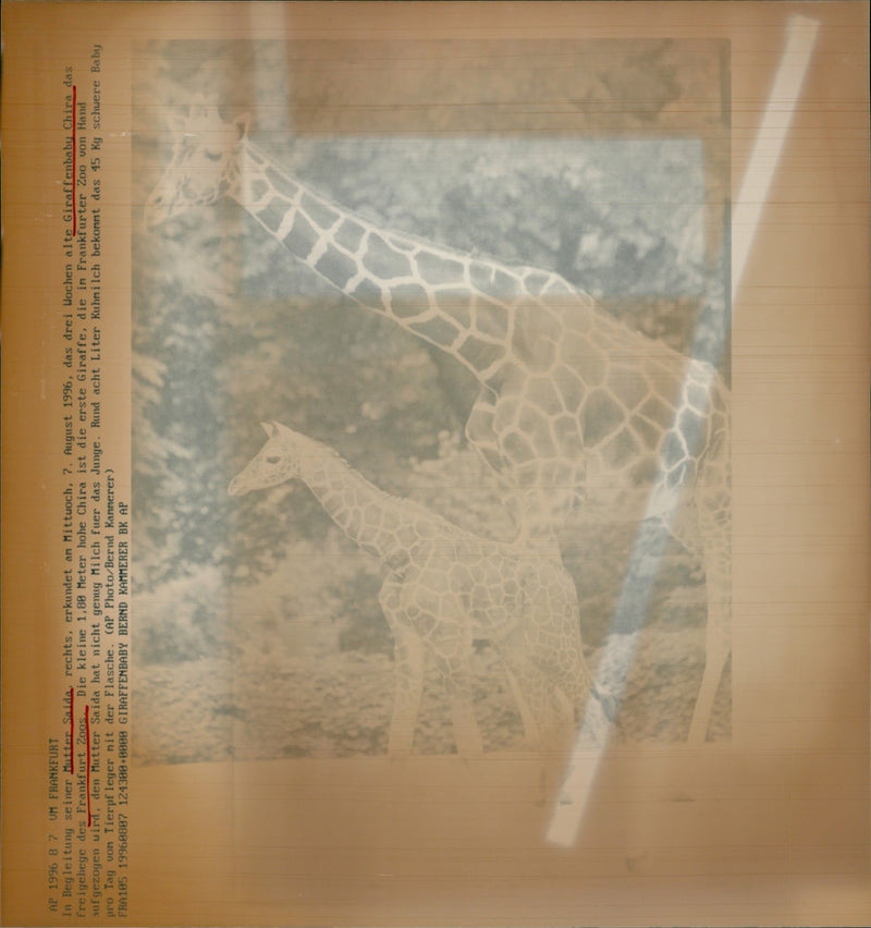 1980 GIRAFFENBABU CHIRA GIRAFFE THAT THOUGHT - Vintage Photograph