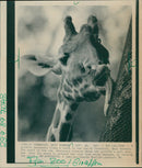 GIRAFFE DEVOTEDLY LICKS DRUNK ZOO FRANKFURT GERMANY - Vintage Photograph