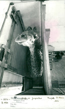 1991 ZOOLOGICAL GARDEN ZOO ARCHIVE REG SIELLNR KIEMM PRESEFOLOTO FUPIS - Vintage Photograph