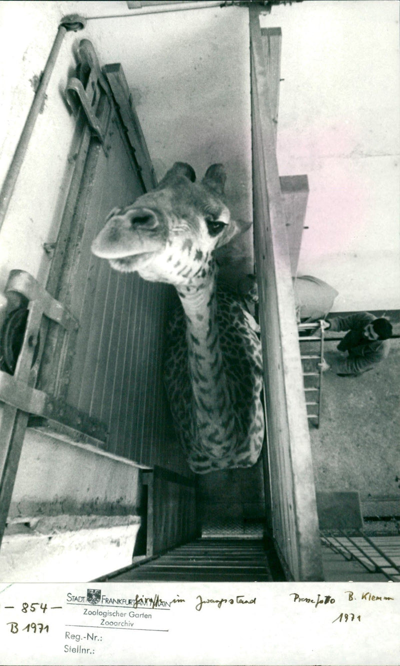 1991 ZOOLOGICAL GARDEN ZOO ARCHIVE REG SIELLNR KIEMM PRESEFOLOTO FUPIS - Vintage Photograph