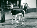 Zoo animals: gazelles - Vintage Photograph