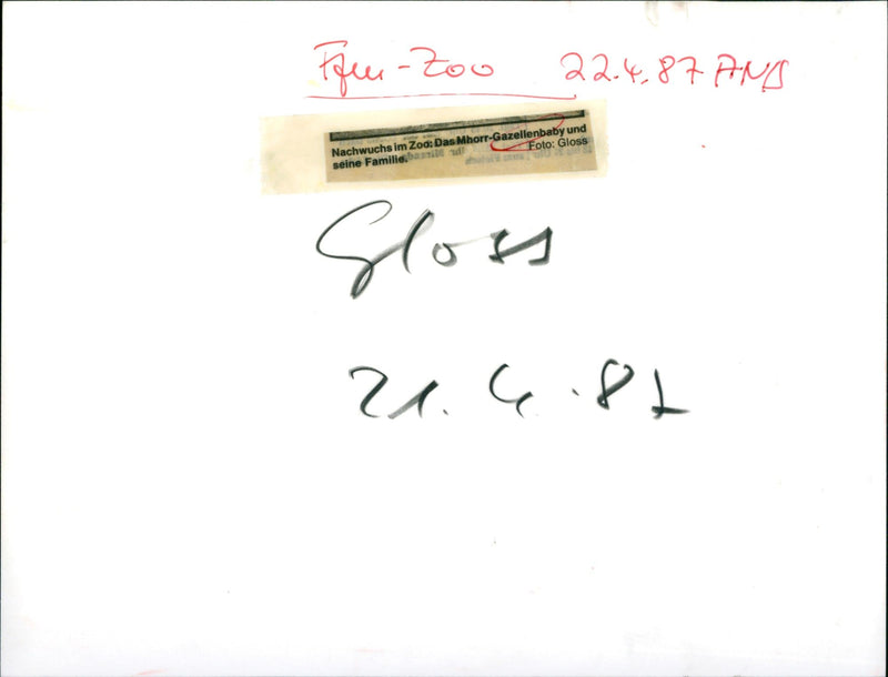 Zoo animals: gazelles - Vintage Photograph