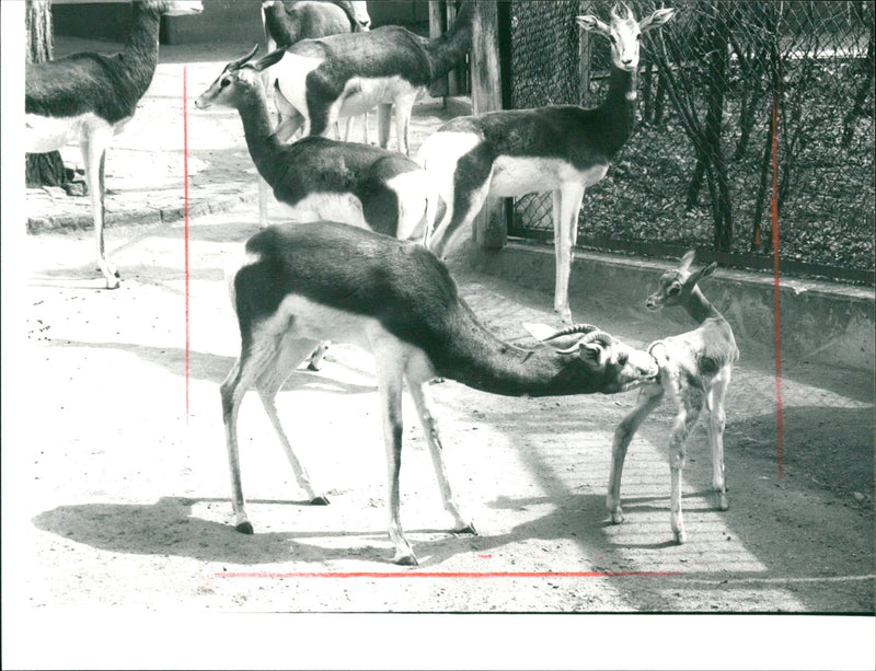 Zoo animals: gazelles - Vintage Photograph