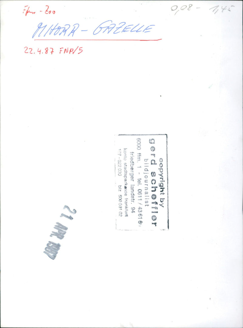 Zoo animals: gazelles - Vintage Photograph