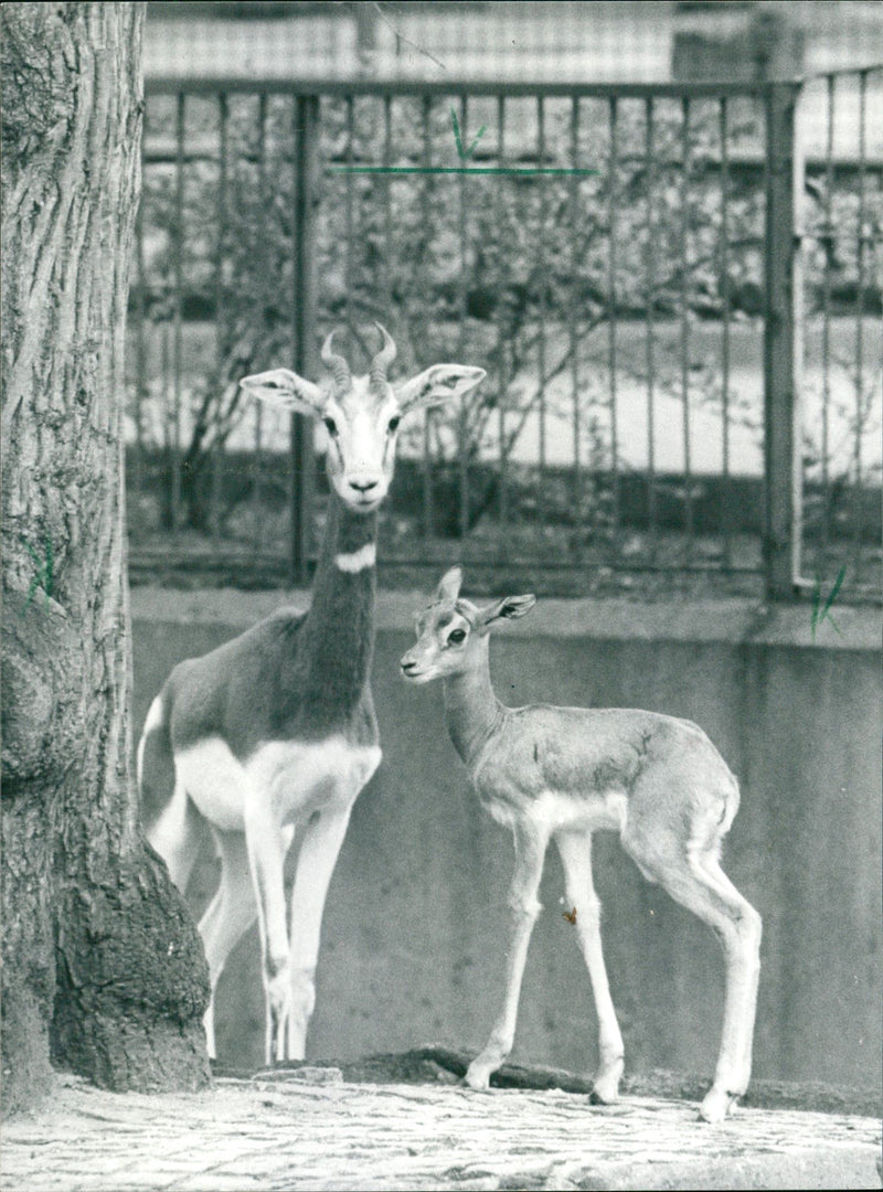 Zoo animals: gazelles - Vintage Photograph
