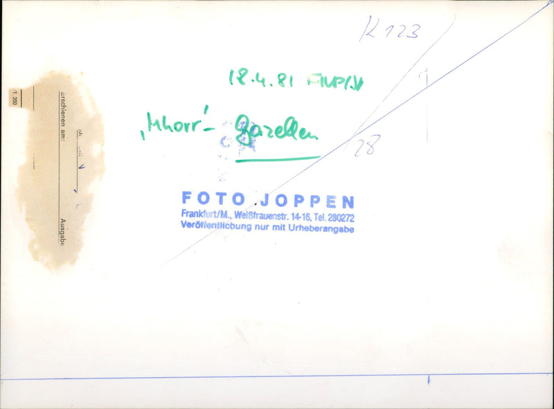 Zoo animals: gazelles - Vintage Photograph