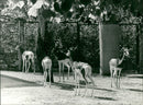 Zoo animals: gazelles - Vintage Photograph