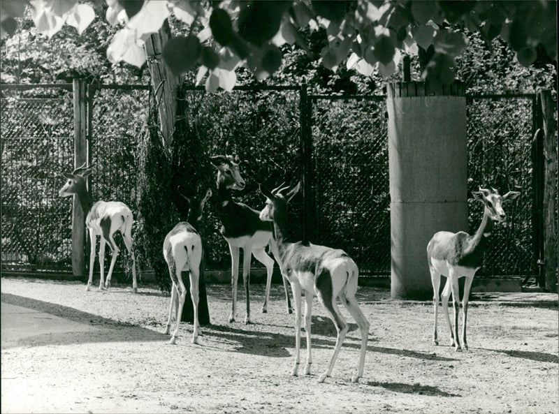 Zoo animals: gazelles - Vintage Photograph