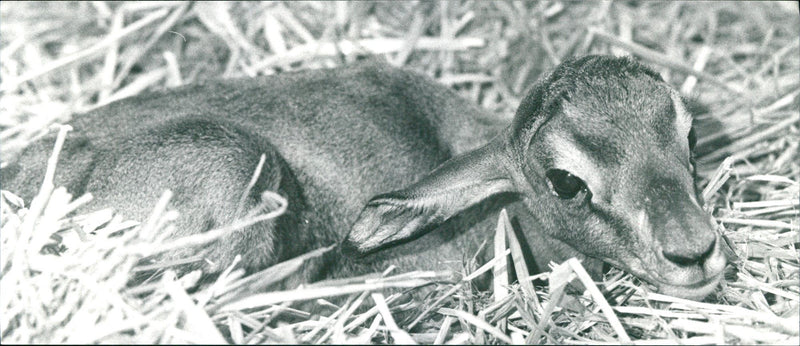 Zoo animals: baby gazelle - Vintage Photograph