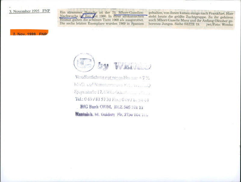 Zoo animals: baby gazelle - Vintage Photograph