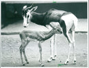 Zoo animals: baby gazelle - Vintage Photograph