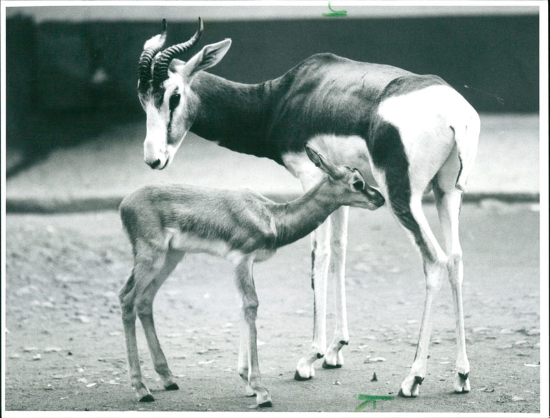Zoo animals: baby gazelle - Vintage Photograph