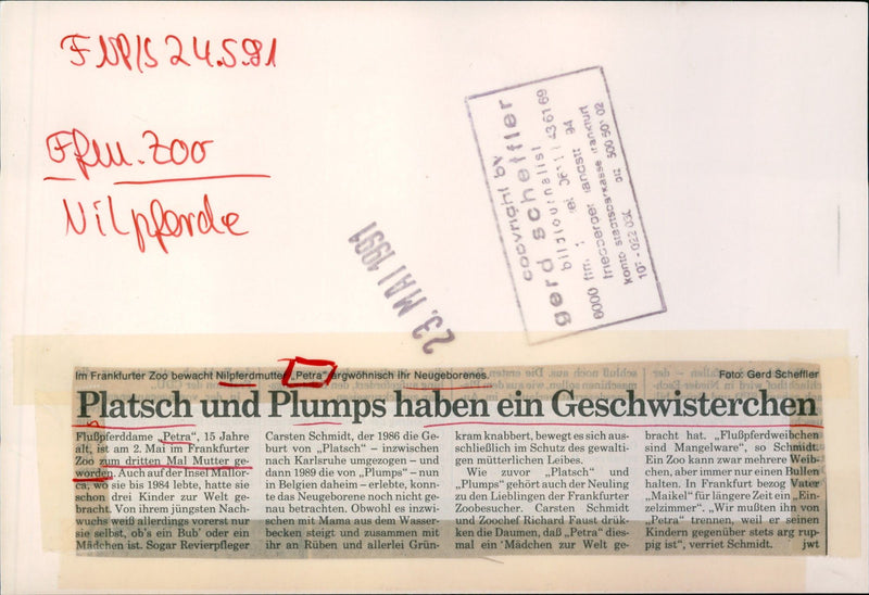 1991 JEODE PLATSCH AND PLUMPS HAVE SIBLING LIKE FLUPFERDAME PETR MAW - Vintage Photograph