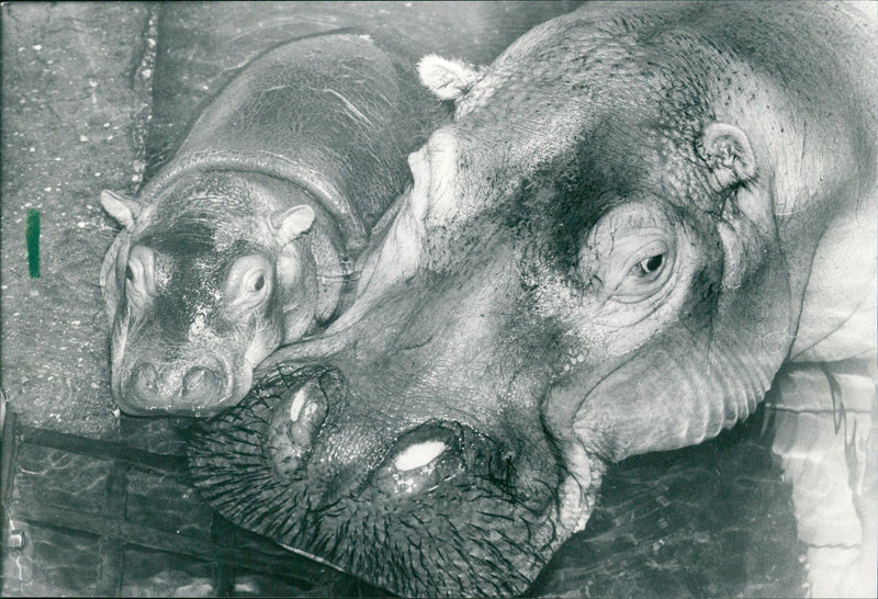 1991 JEODE PLATSCH AND PLUMPS HAVE SIBLING LIKE FLUPFERDAME PETR MAW - Vintage Photograph