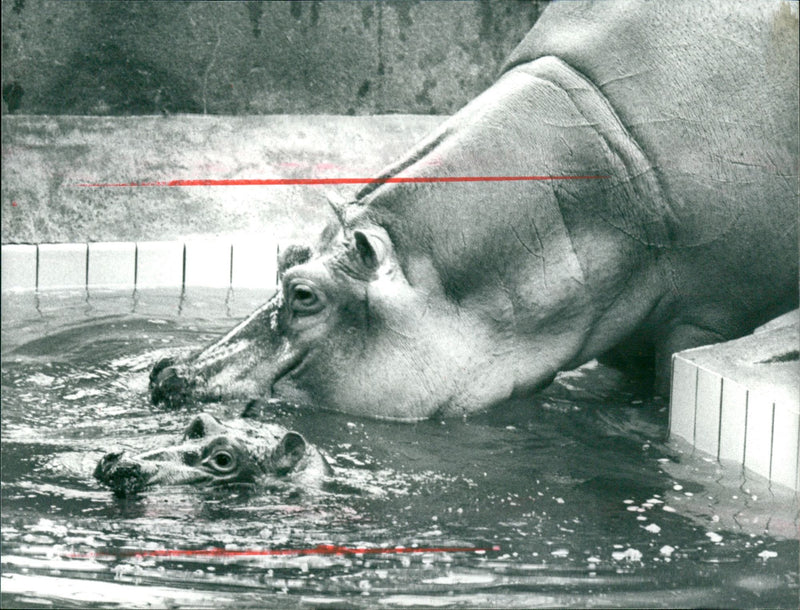 JEODE TEL STAOTSPARK HANAU DLZ POZINKT APROP LARGE - Vintage Photograph