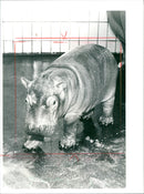 JEODE FLICH READERS BAPTIZE FLUPFER BABY EIS FRANKFURT ALMOST FOU - Vintage Photograph