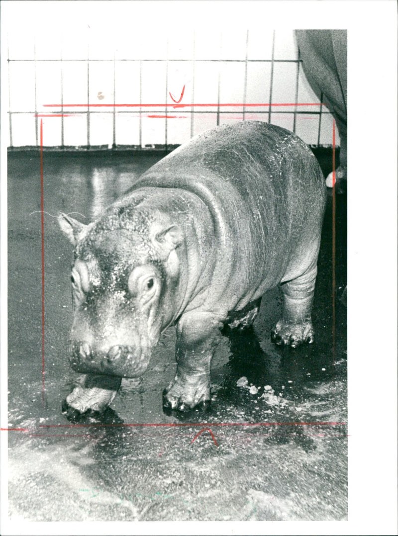 JEODE FLICH READERS BAPTIZE FLUPFER BABY EIS FRANKFURT ALMOST FOU - Vintage Photograph