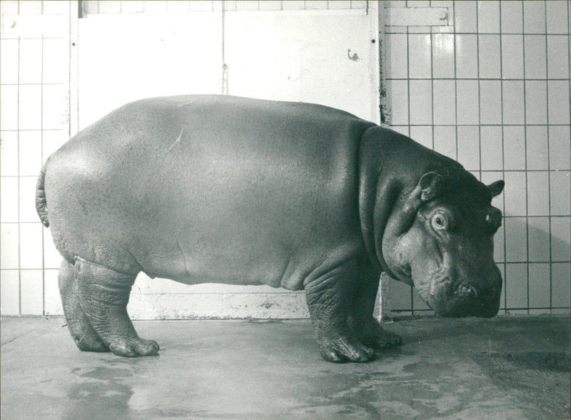 JEODE ROMANSONDAY TEACHING ZOO FLIPPFERSITE FOUILLETON AD WOMENS SINCE - Vintage Photograph