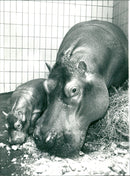 JEODE ZOO HIPPOPOTAMUS PEARS VIUA GAS ANS TIE - Vintage Photograph