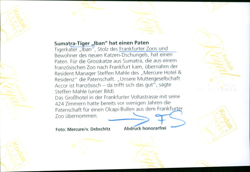 Sumatran tiger "Iban" from Frankfurt Zoo - Vintage Photograph