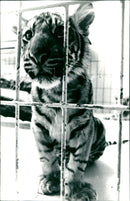 Baby tiger - Vintage Photograph