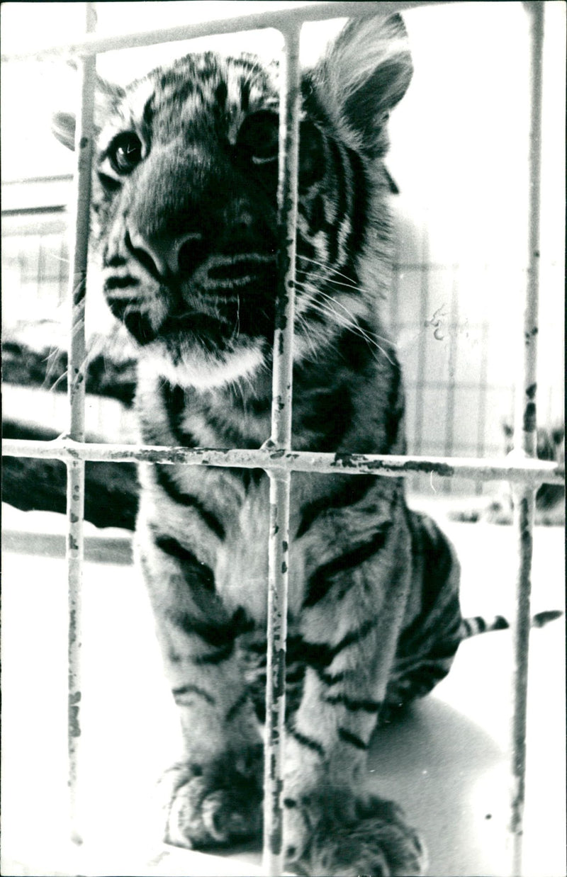 Baby tiger - Vintage Photograph