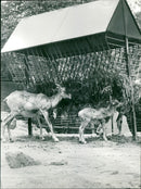 Antelopes from the Frankfurt Zoo - Vintage Photograph