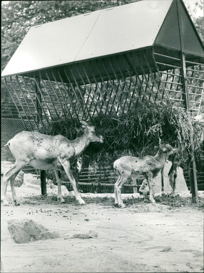 Antelopes from the Frankfurt Zoo - Vintage Photograph