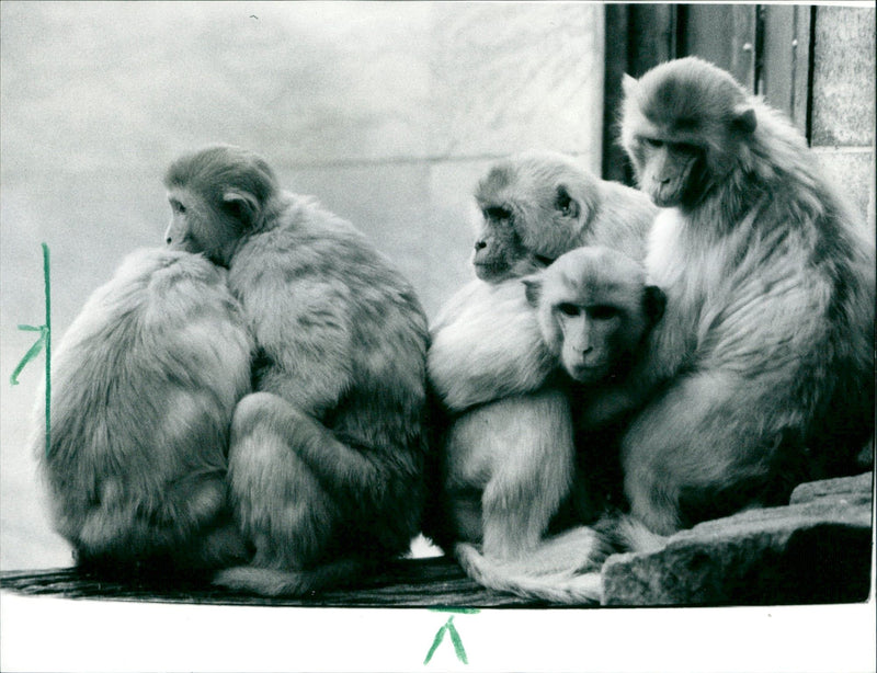 1988 ANIMALS MONKEYS SPRING MAKES THEM CUDDLY RHESUS GROUP LOT - Vintage Photograph