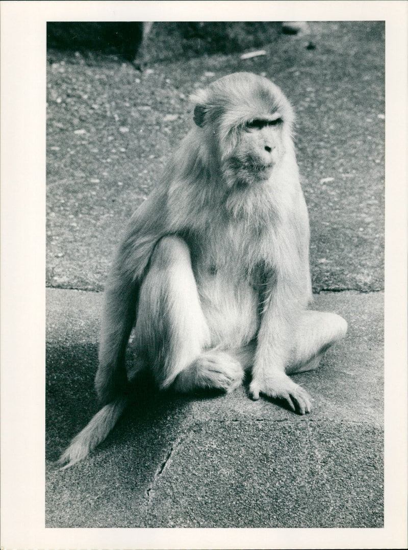 ANIMALS RHESUS MONKEYS FRANKFUR - Vintage Photograph