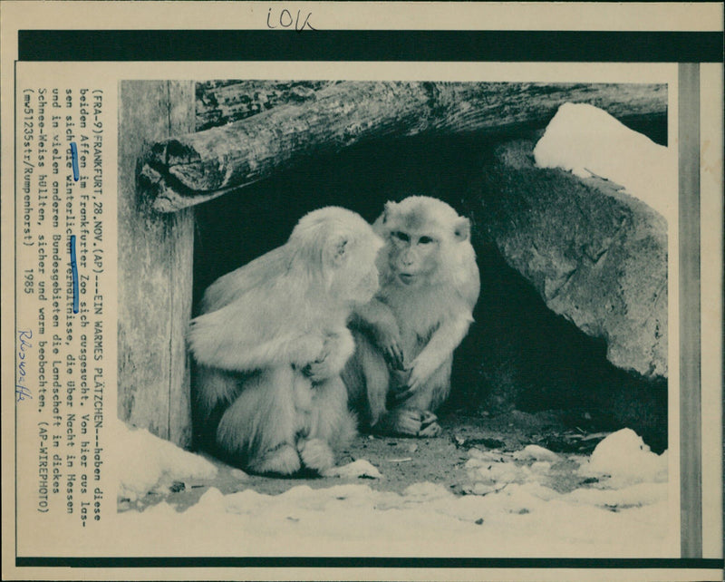 1985 ANIMALS RHESUS MONKEYS FRANKFURT ZOO FFM RHISUS RHES - Vintage Photograph