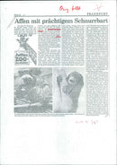 1992 AIMALS PURR BARTTA WARA SHOULDER TACK FRAKFURTS EDUARD FIEGEL CHINESE - Vintage Photograph