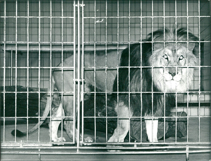 ANIMALS LOWEN ZOO PASHA LIEDEL FFMCOM CATS - Vintage Photograph