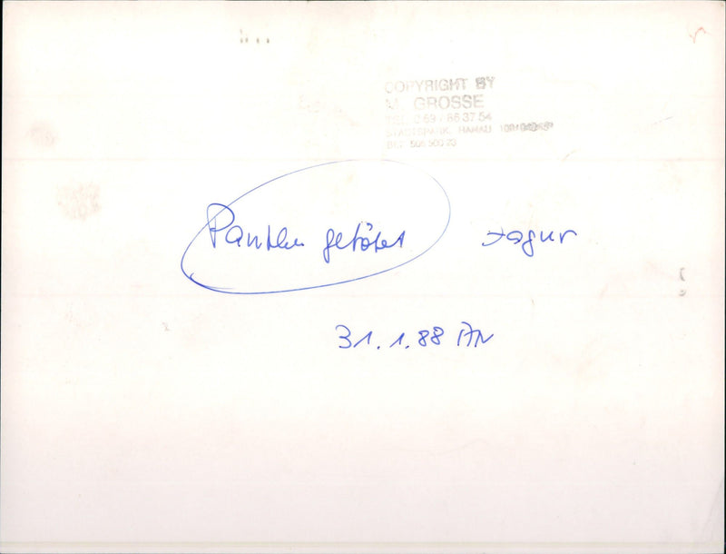 Jaguar in the Frankfurt Zoo - Vintage Photograph